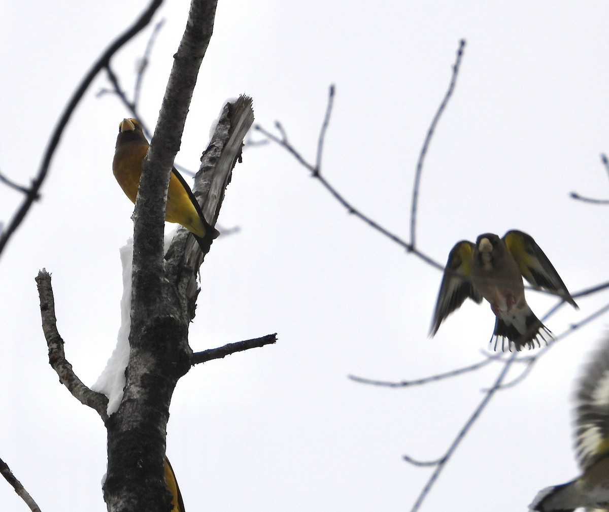 Evening Grosbeak - ML646309327