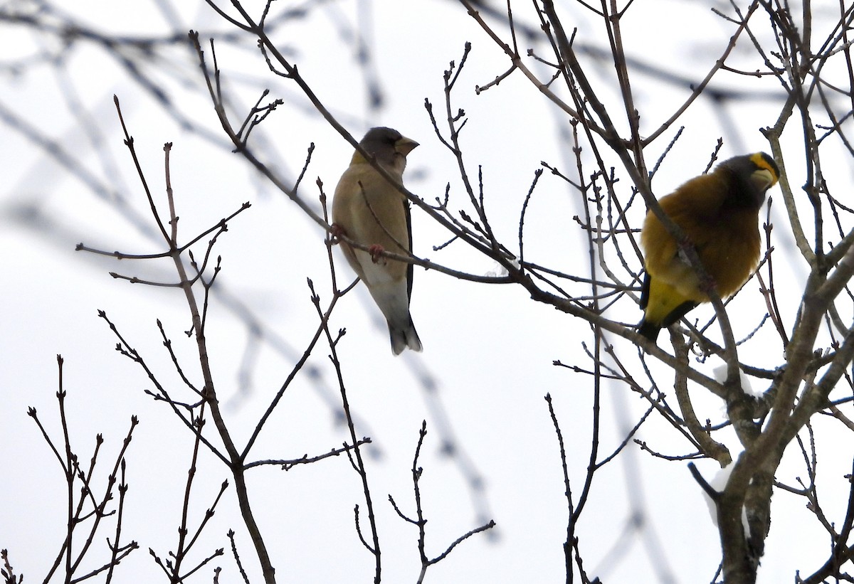 Evening Grosbeak - ML646309328