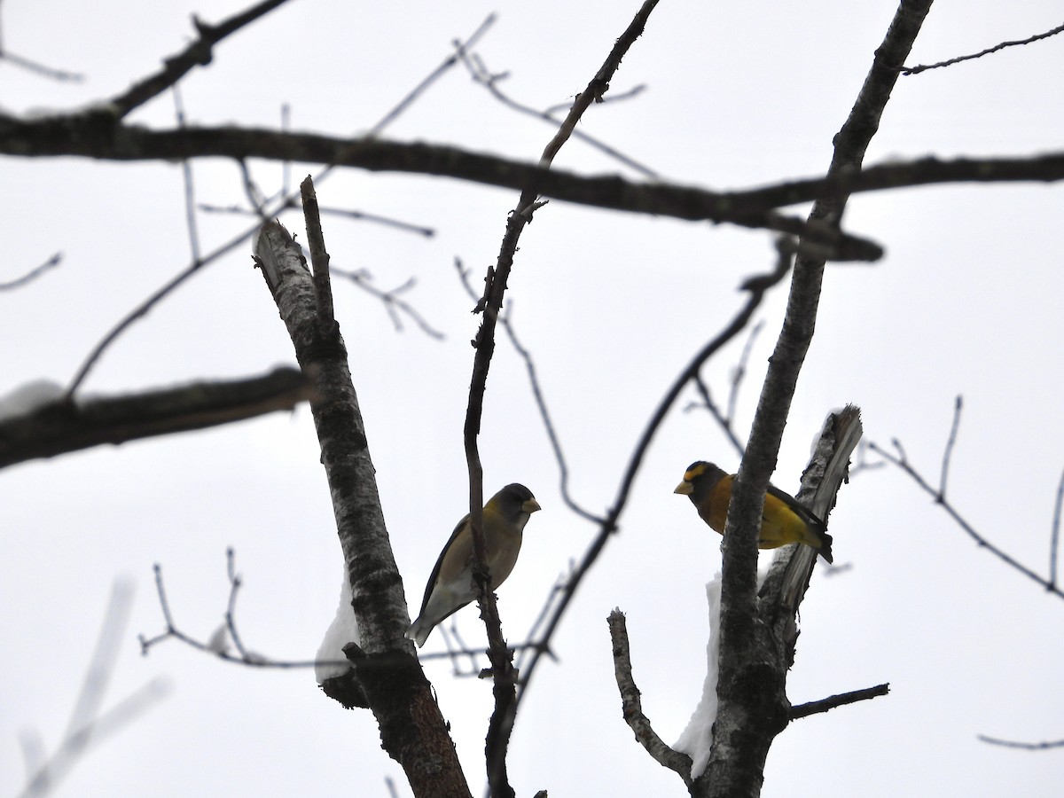 Evening Grosbeak - ML646309329