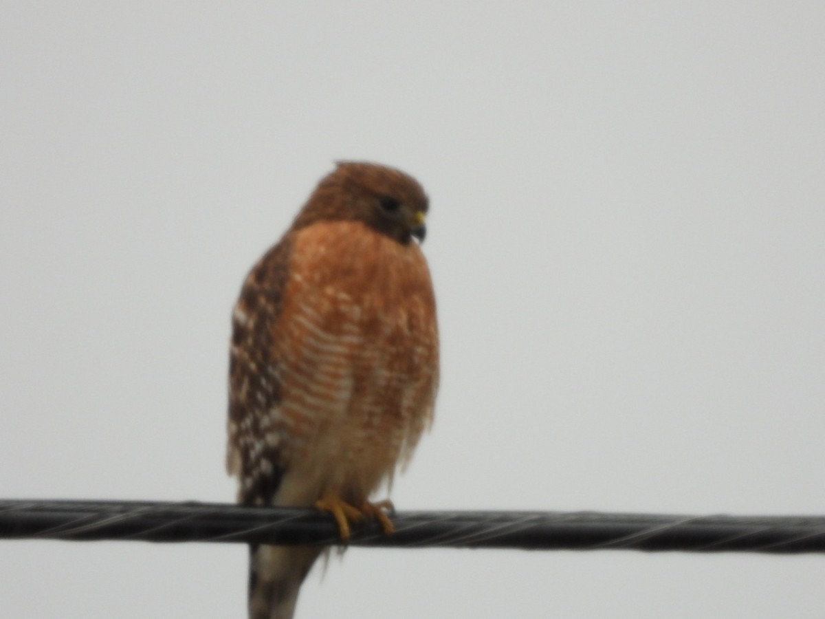 Red-shouldered Hawk - ML646309330