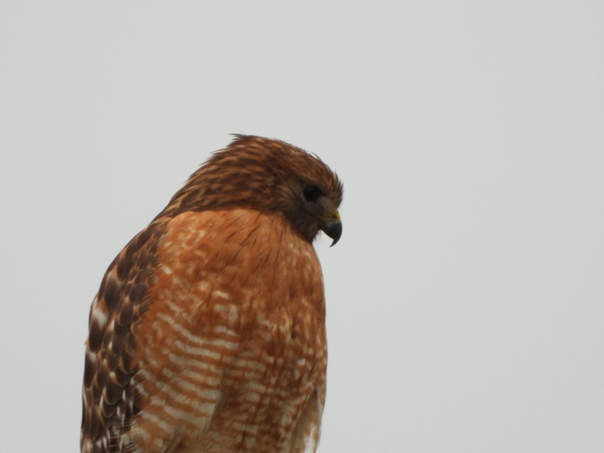 Red-shouldered Hawk - ML646309331