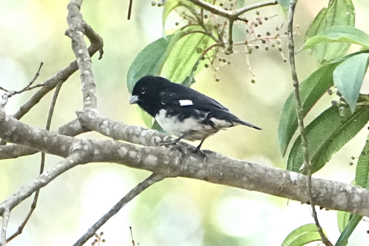 Black-and-white Seedeater - ML646309332