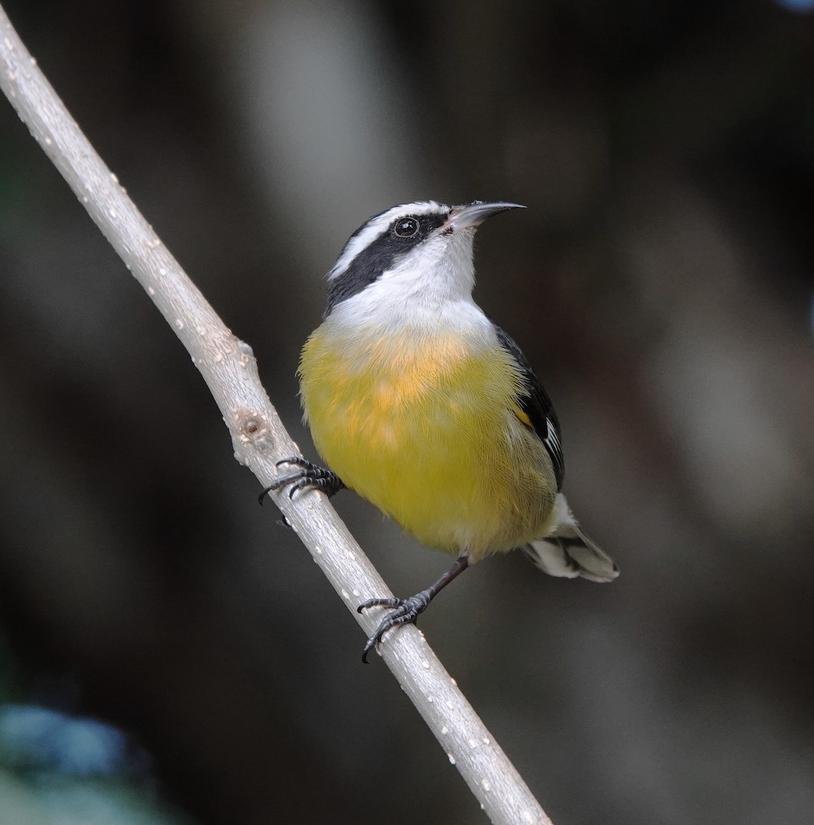 Bananaquit (Quintana Roo) - ML646309333