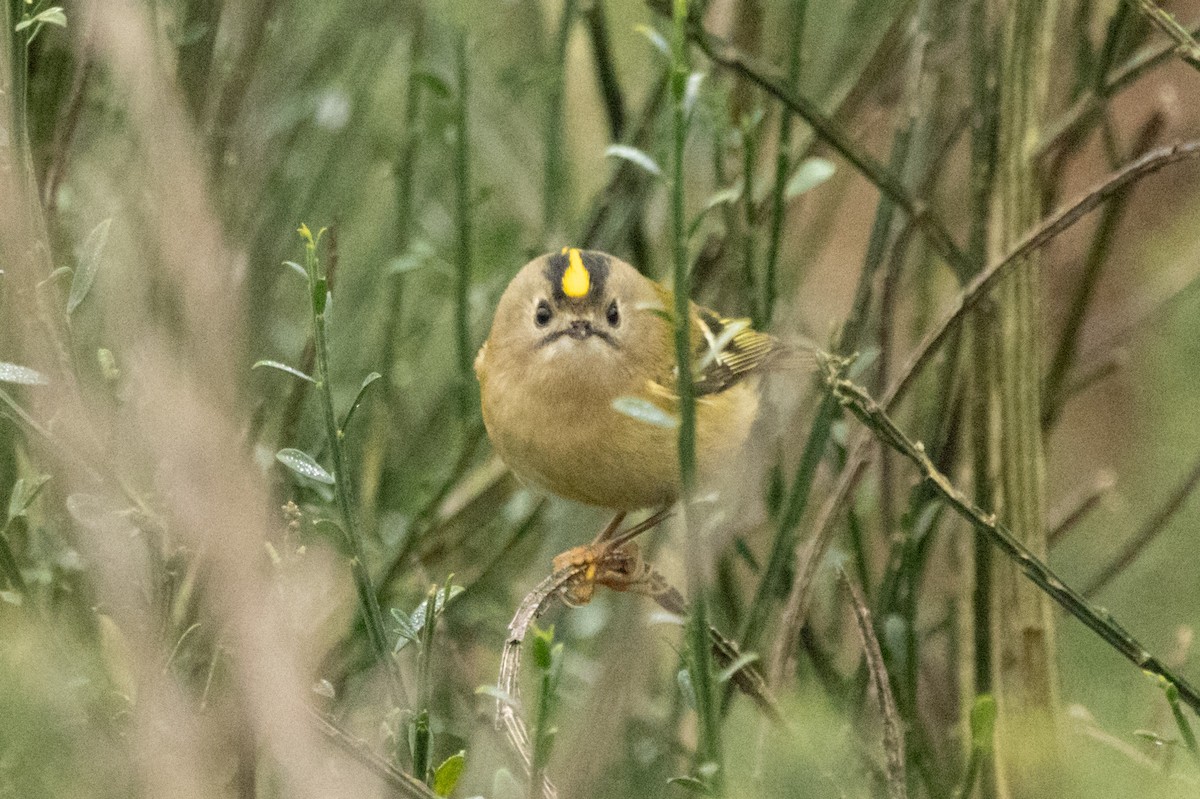 戴菊鳥 - ML646309334