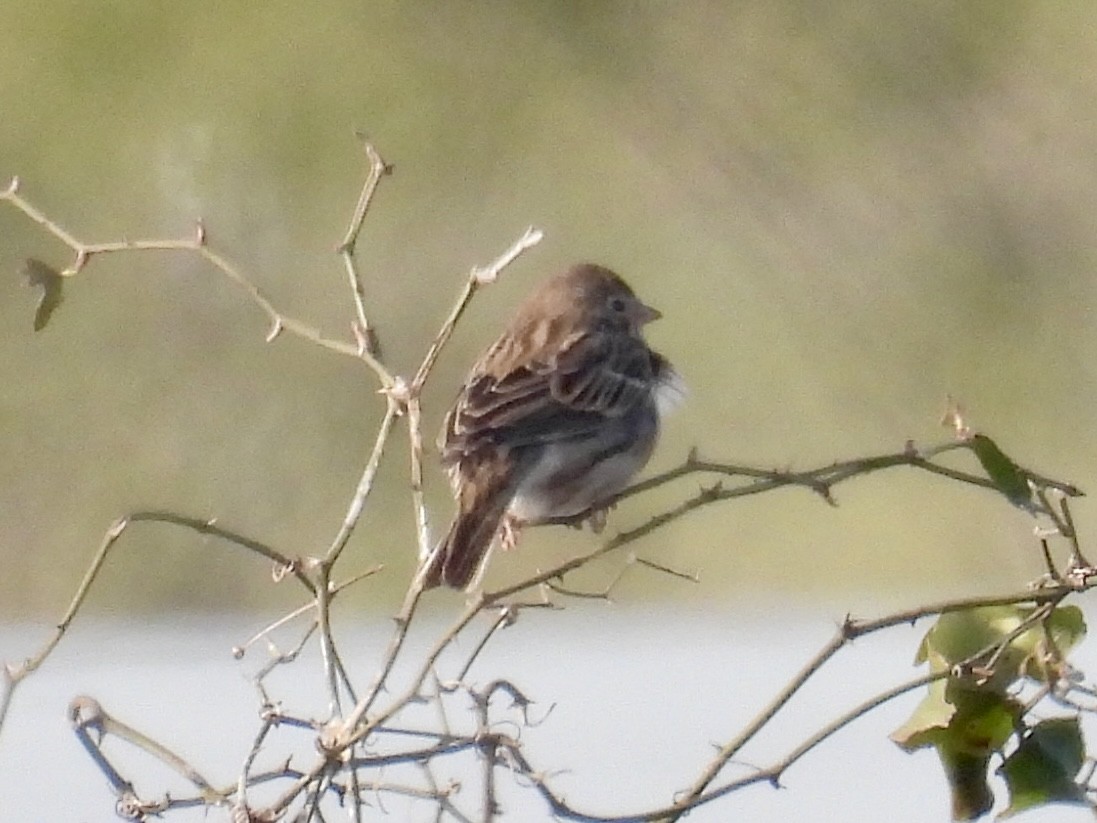 Vesper Sparrow - ML646309335