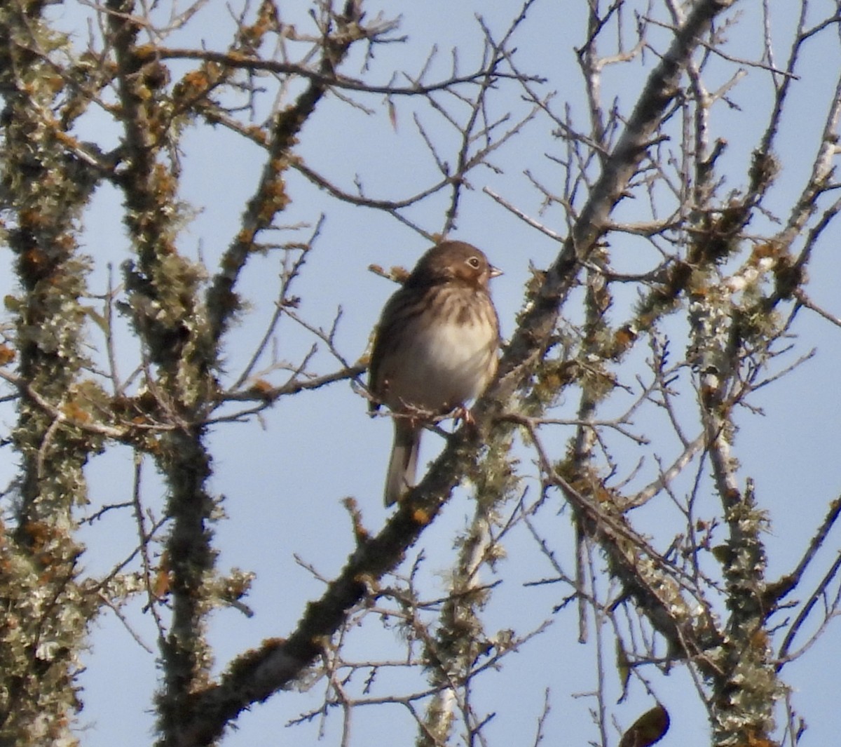 Vesper Sparrow - ML646309336