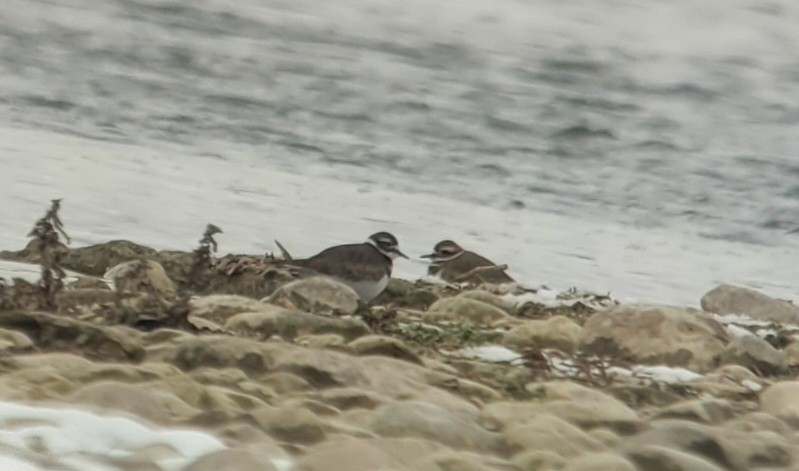 Killdeer - ML646309337