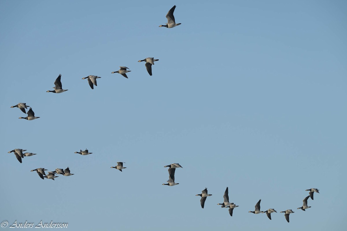 Barnacle Goose - ML646309338