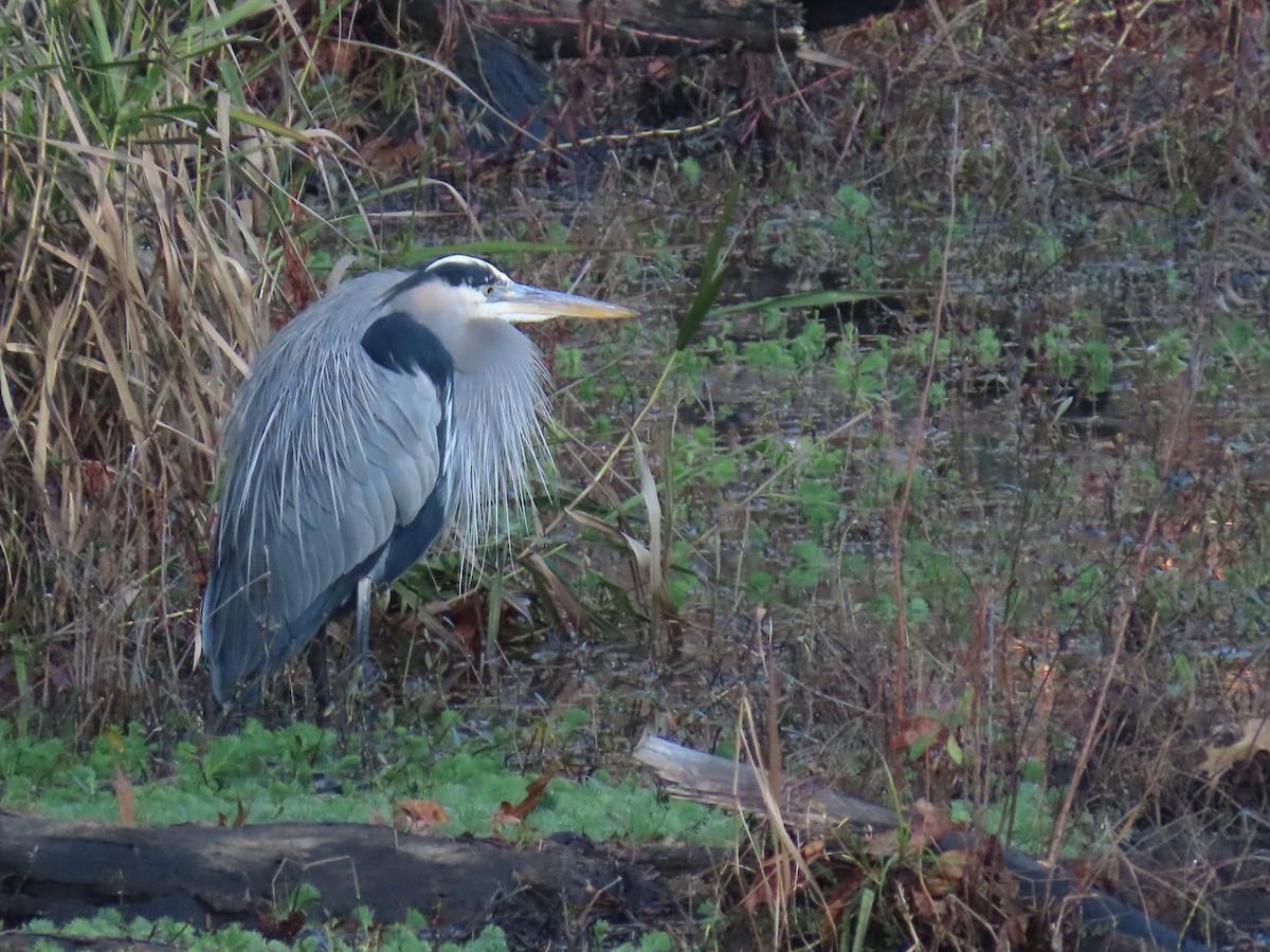 Great Blue Heron - ML646309340