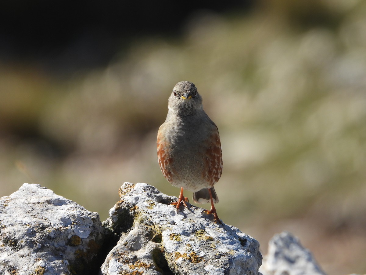 岩鷚 - ML646309344