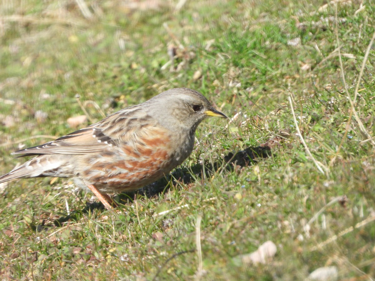 岩鷚 - ML646309346