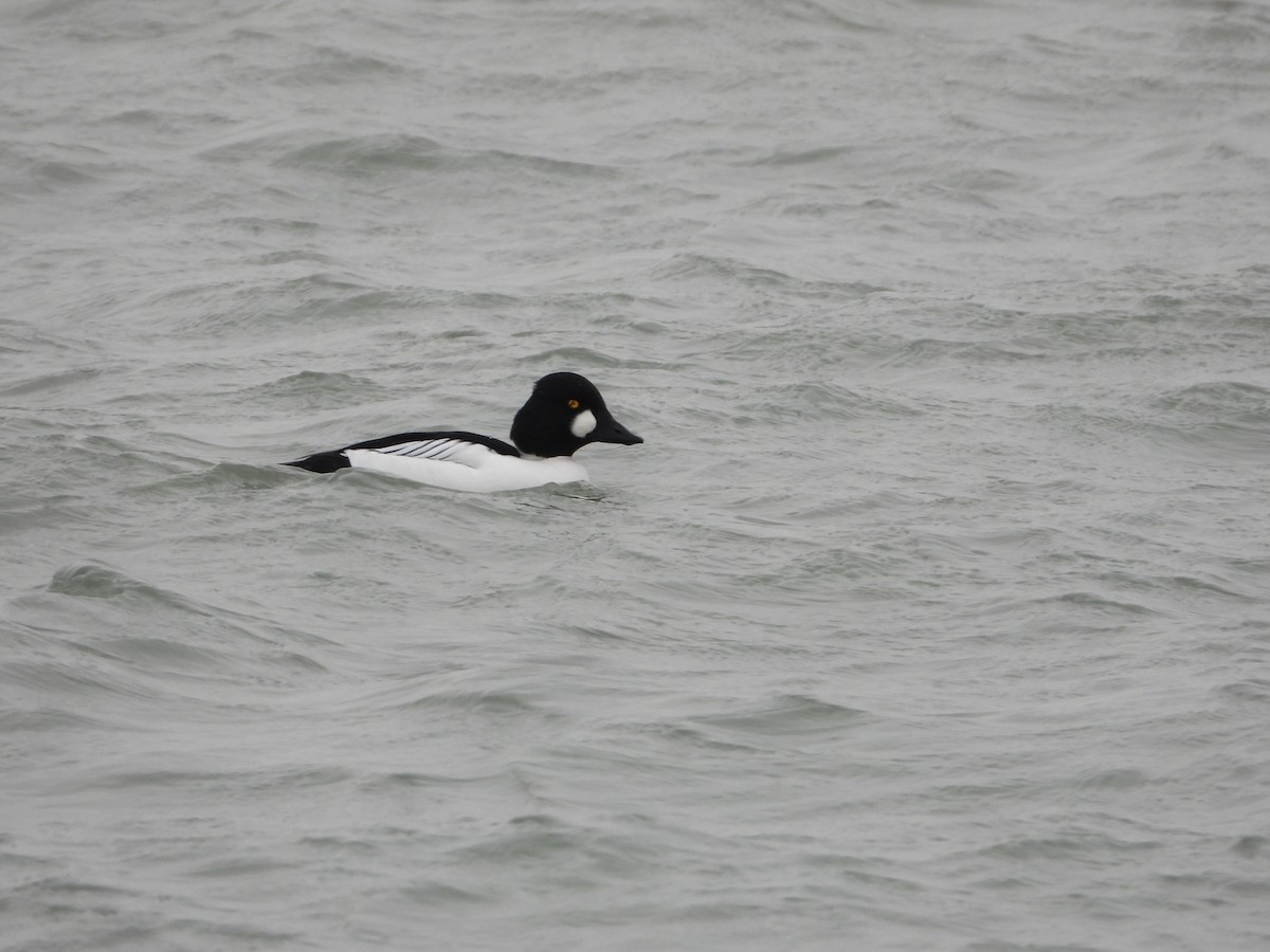 鵲鴨 - ML646309348