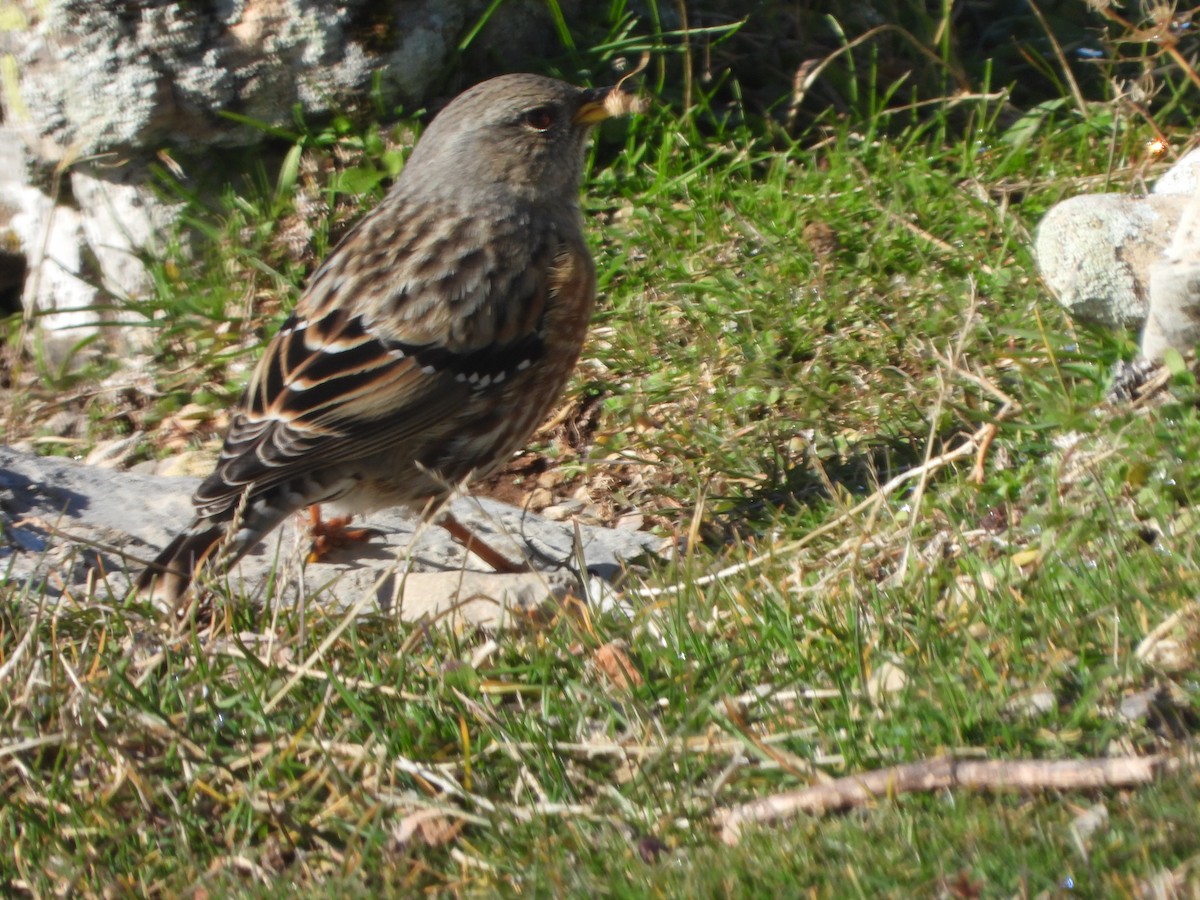 岩鷚 - ML646309349