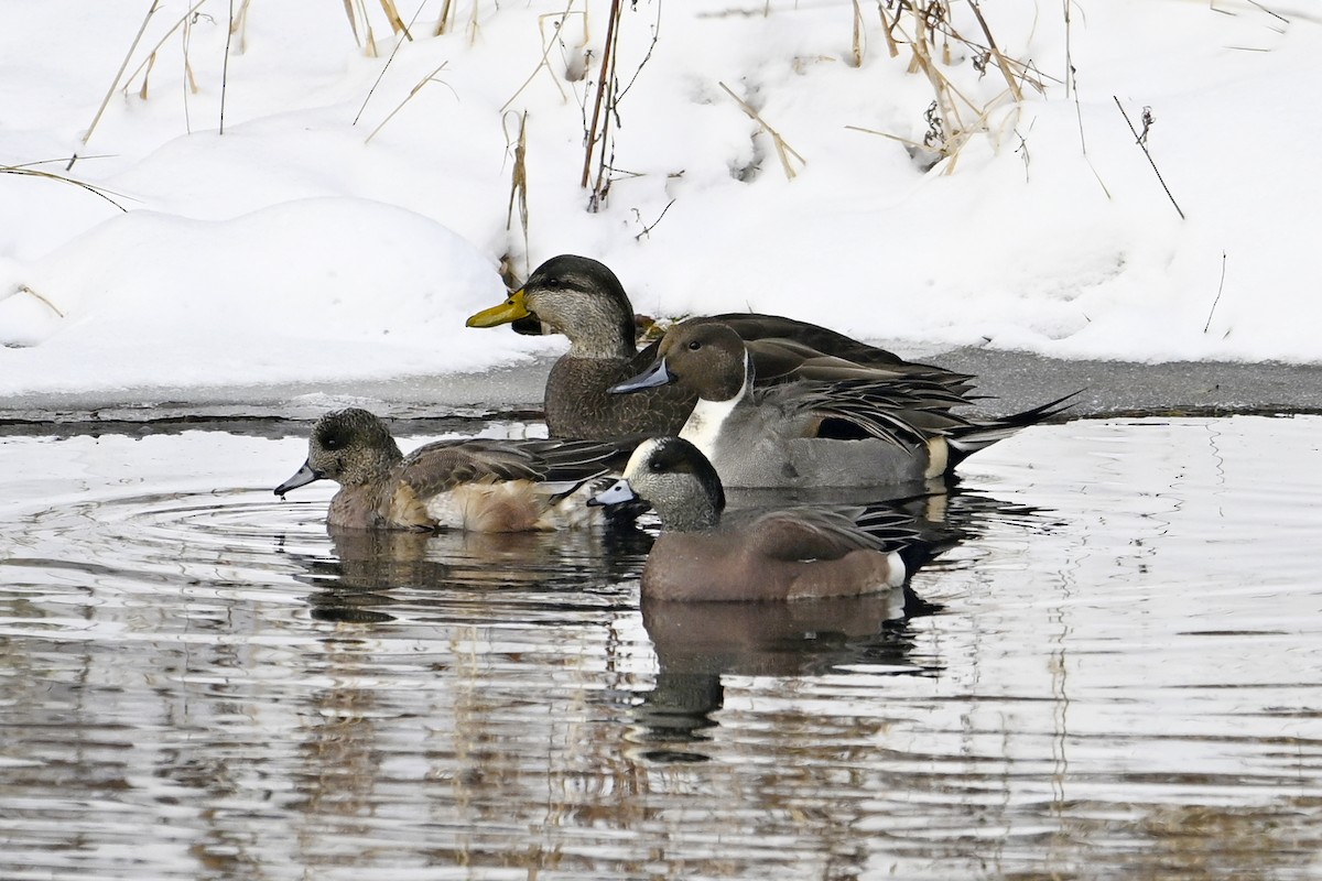 American Wigeon - ML646309353