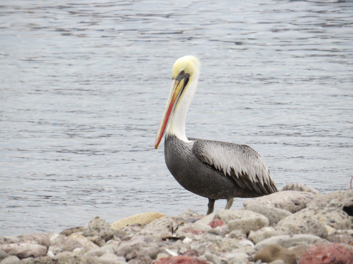 Peruvian Pelican - ML646309354