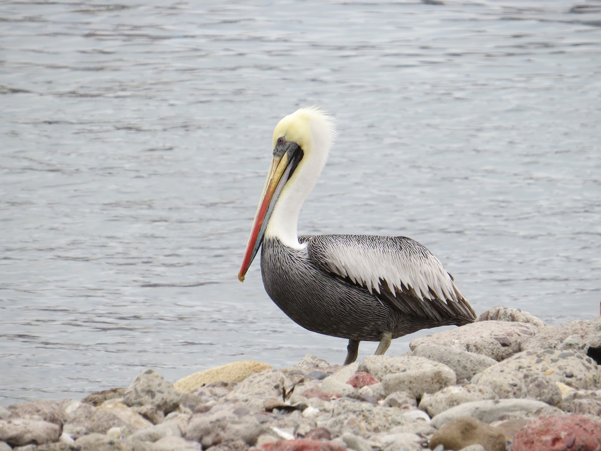 Peruvian Pelican - ML646309355