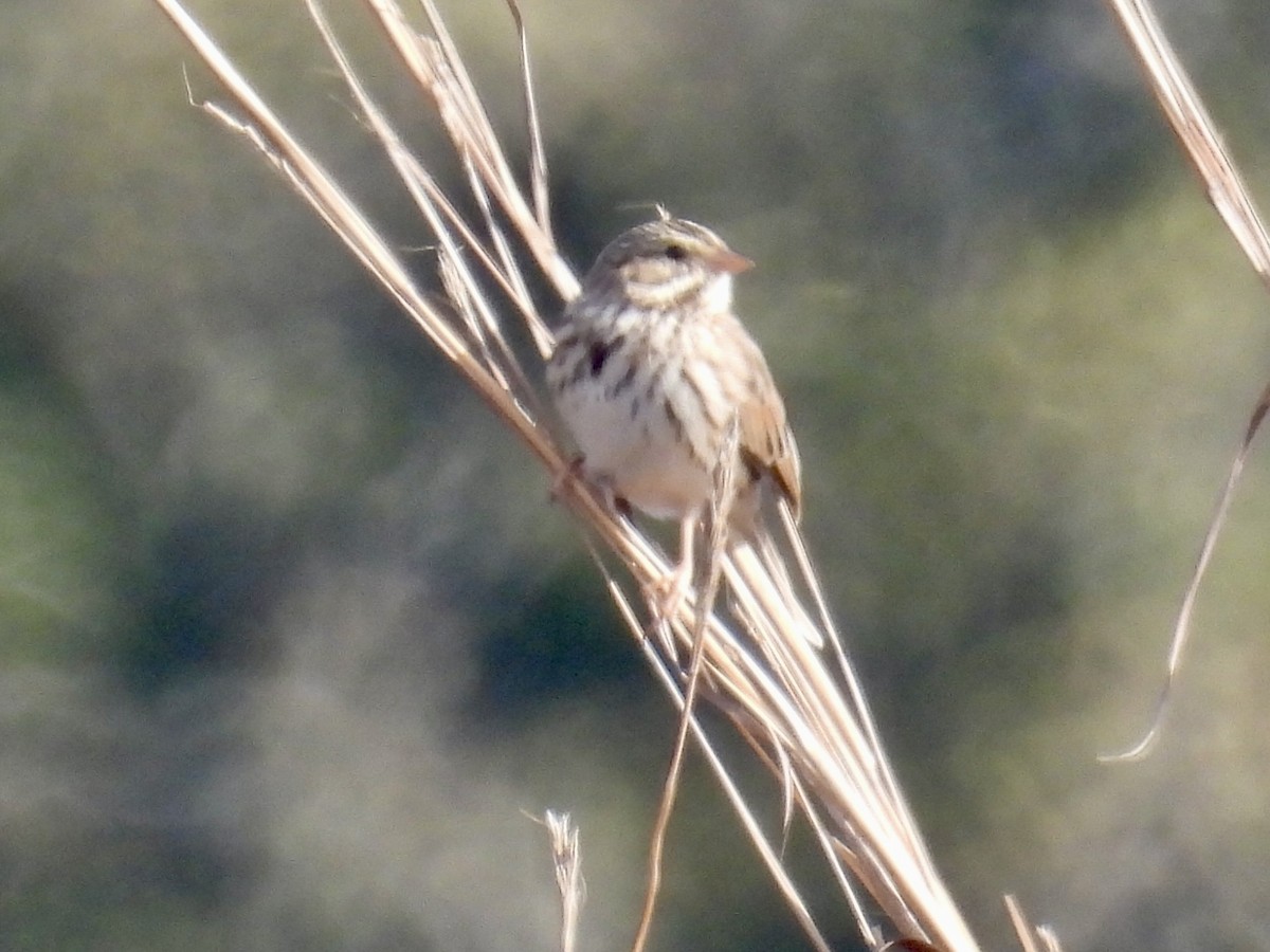 Savannah Sparrow - ML646309356