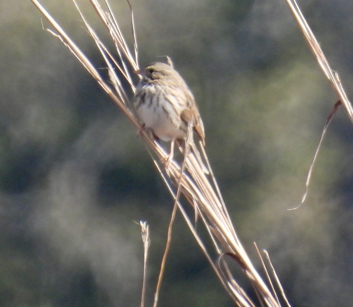 Savannah Sparrow - ML646309357