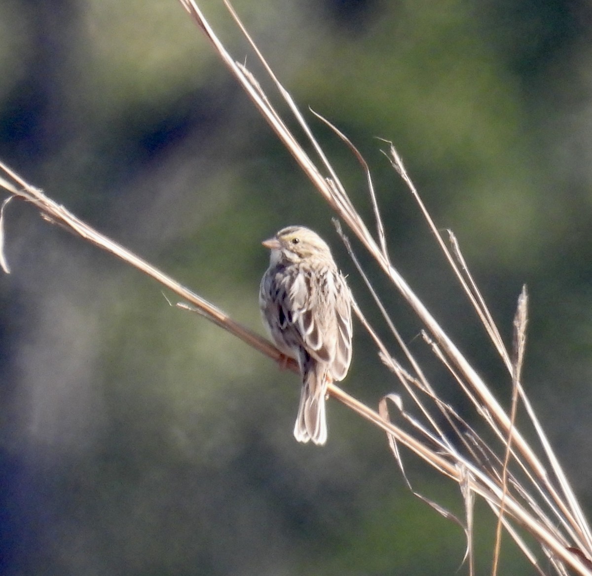 Savannah Sparrow - ML646309358