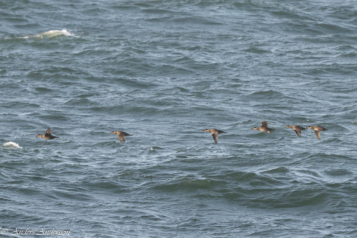 Common Scoter - ML646309359