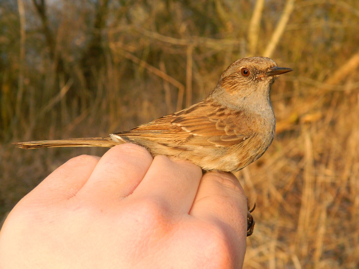 Dunnock - ML646309361