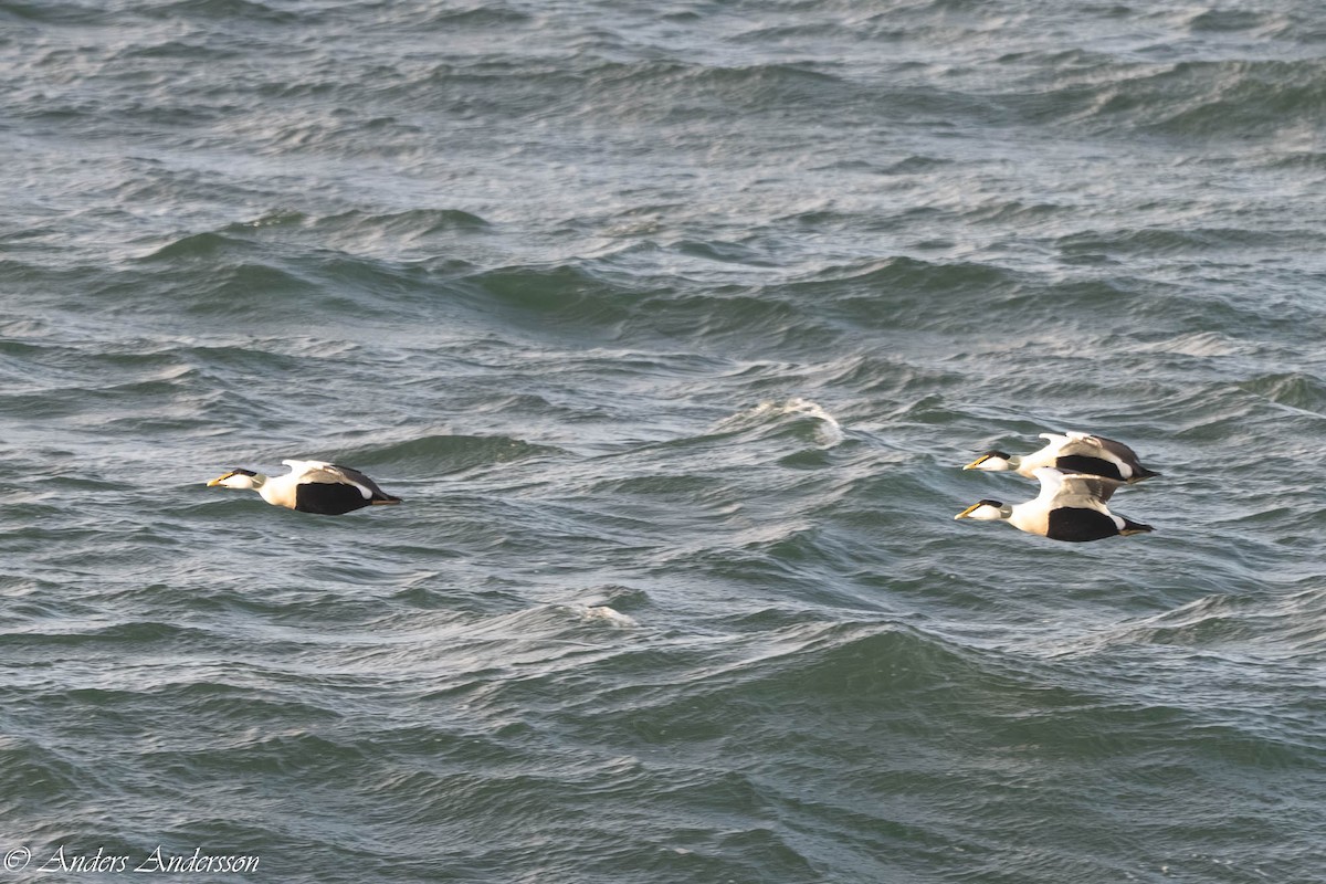 Common Eider - ML646309362