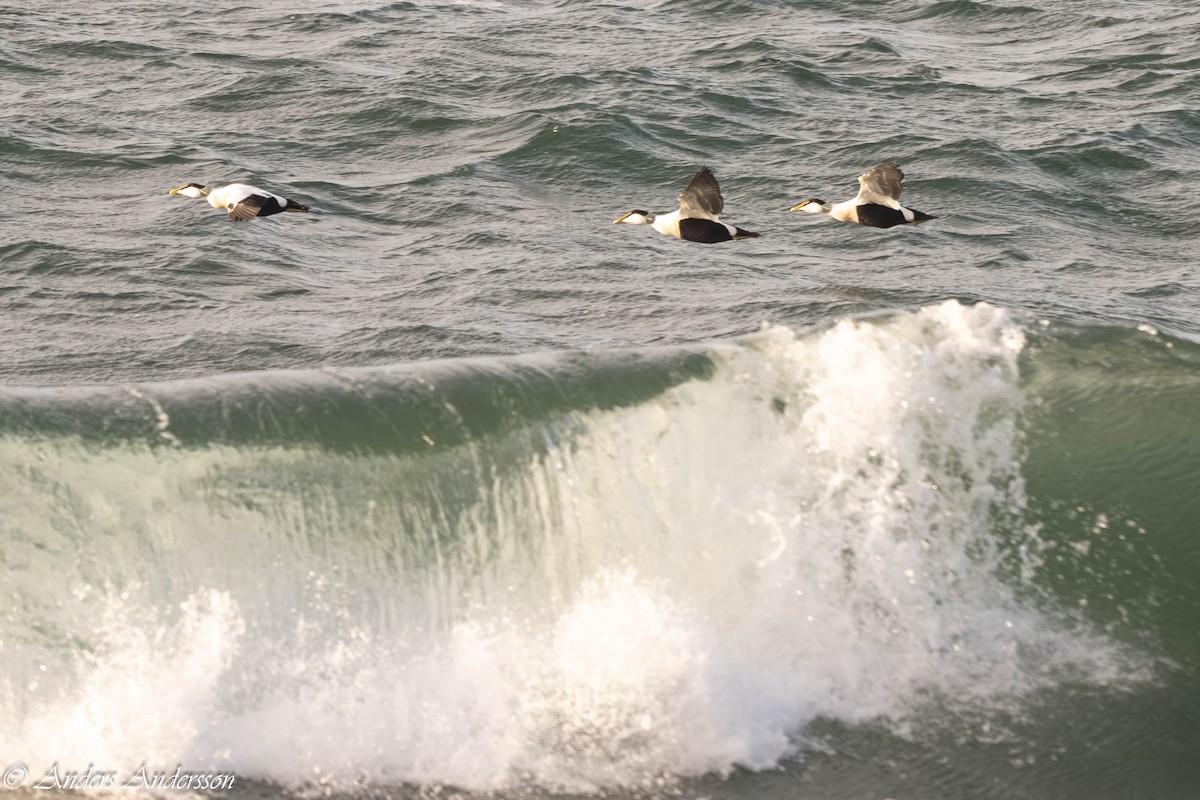 Common Eider - ML646309364