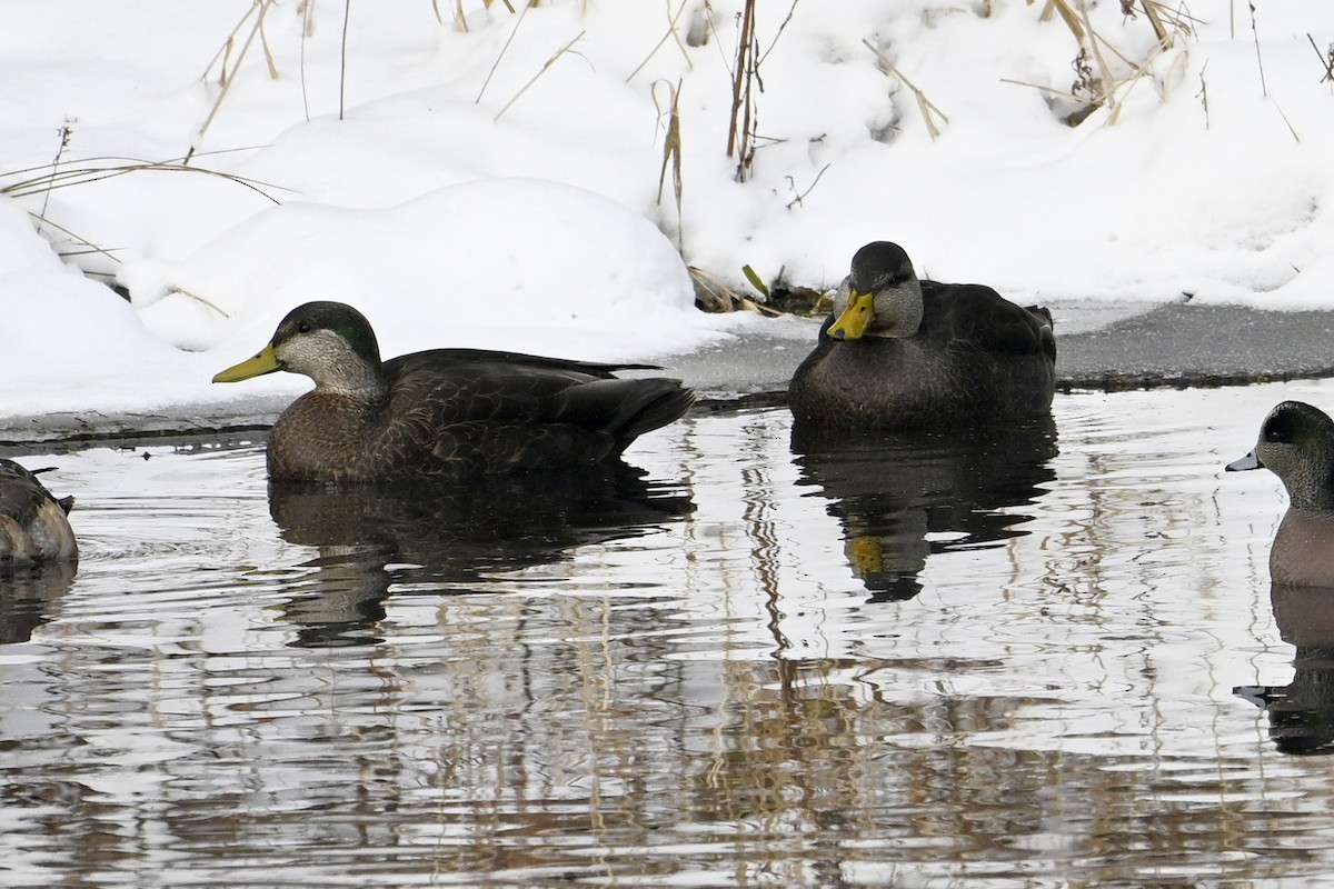 American Black Duck - ML646309365
