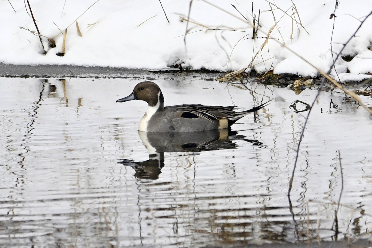 Northern Pintail - ML646309367
