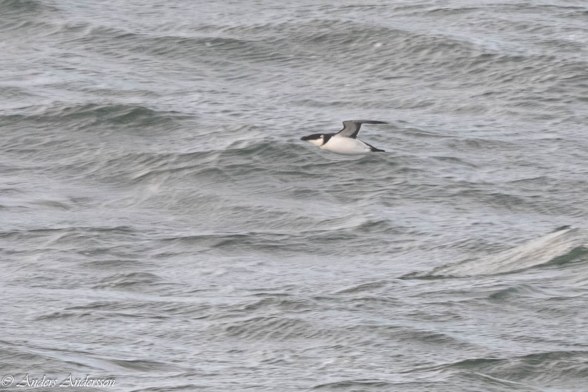 Razorbill - ML646309381