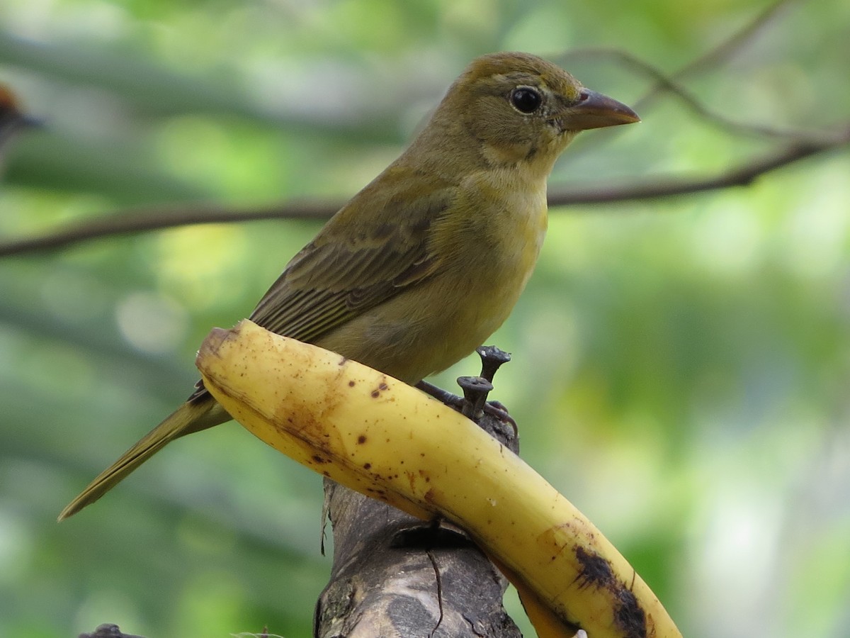 Hepatic Tanager - ML646309382