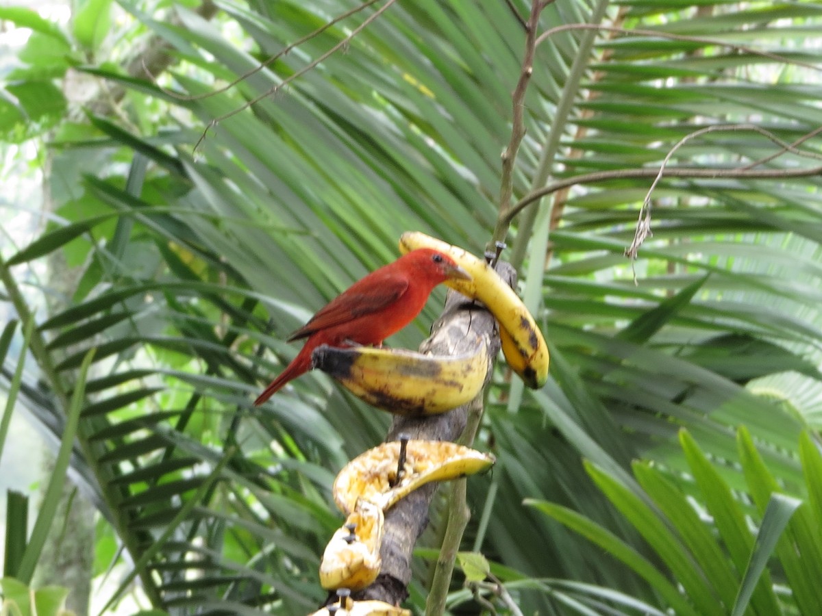 Hepatic Tanager - ML646309383