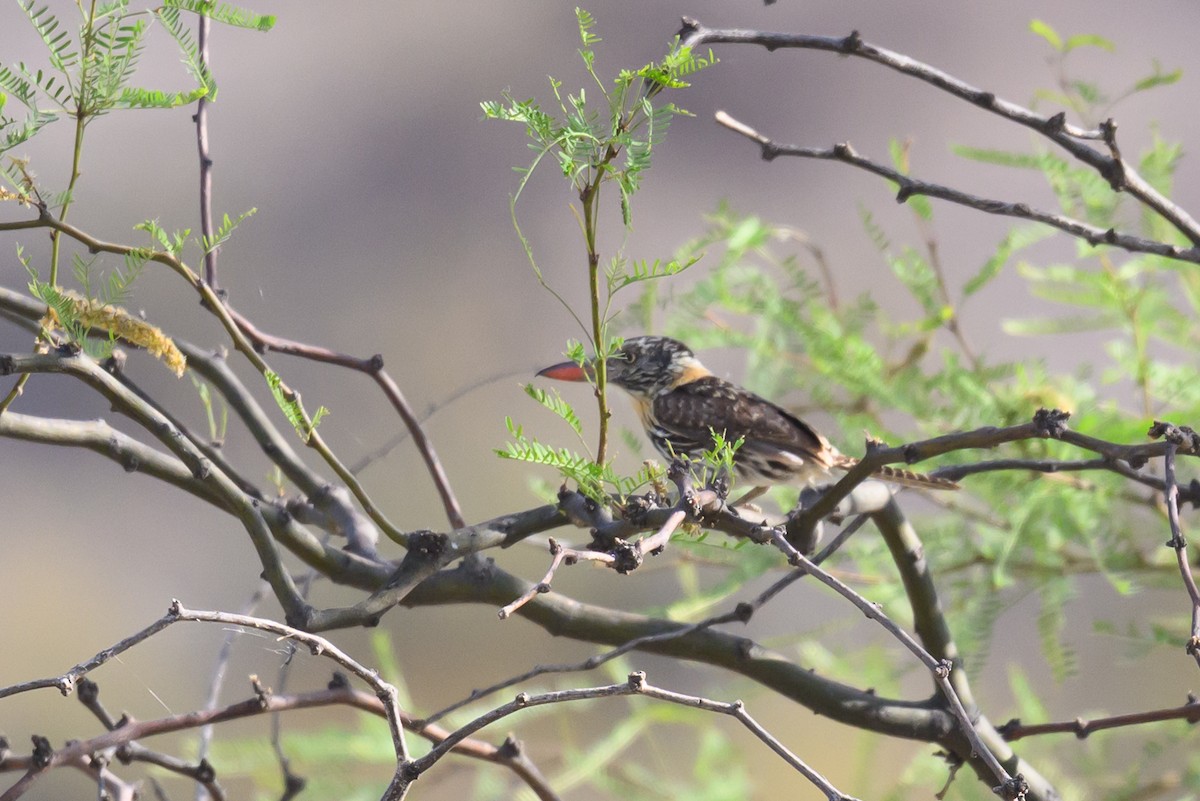 lenivka tečkovaná - ML646309384