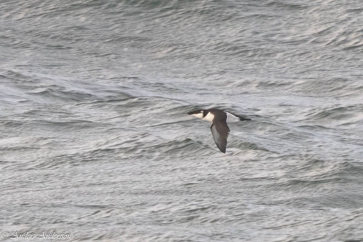 Razorbill - ML646309385