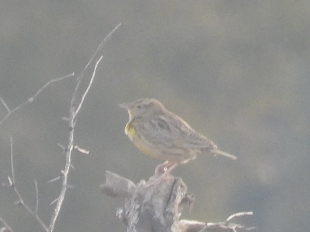Western/Eastern Meadowlark - ML646309386