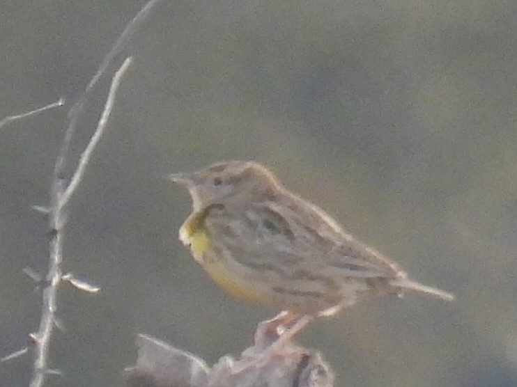 Western/Eastern Meadowlark - ML646309387