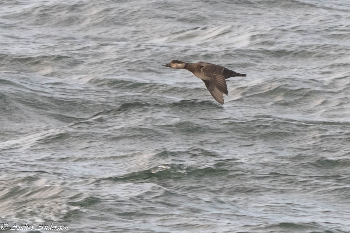 Common Scoter - ML646309388