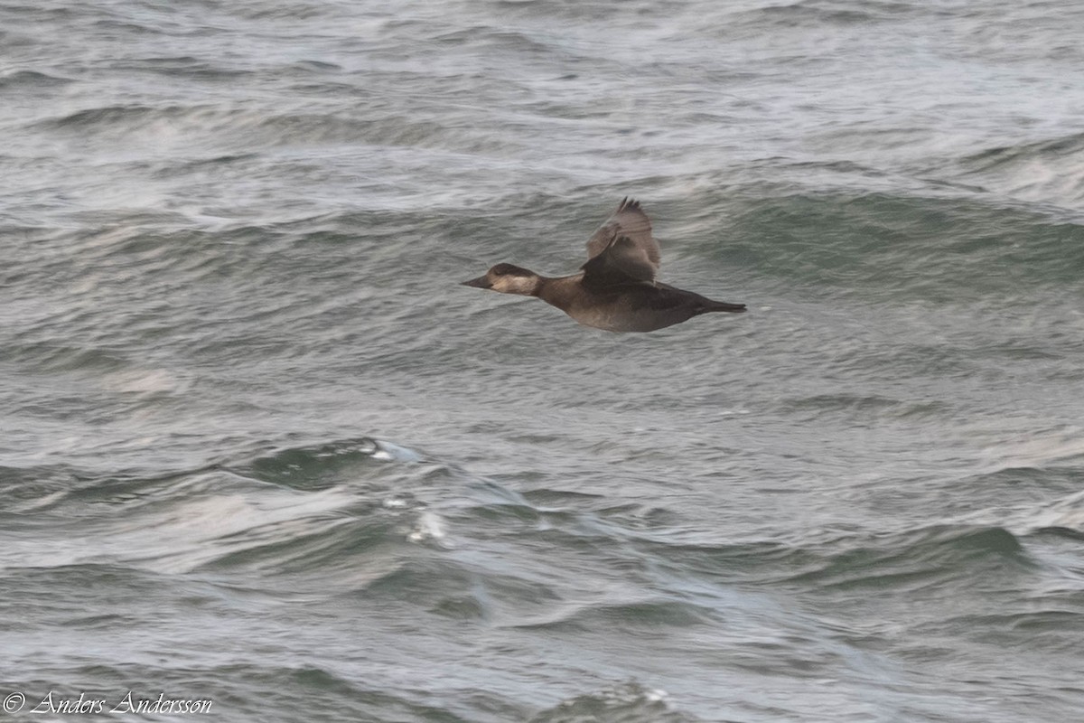 Common Scoter - ML646309389