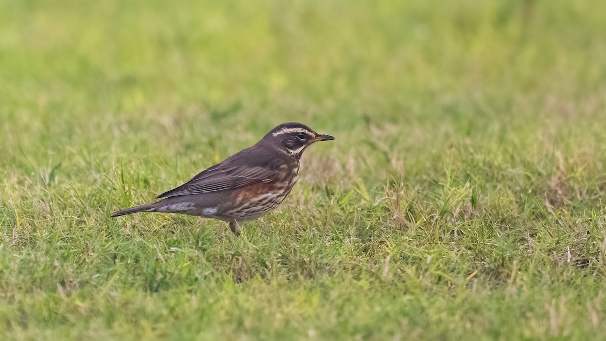 Цагаан хөмсөгт хөөндэй - ML646309390