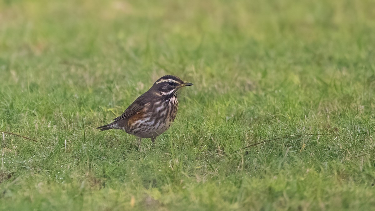 Цагаан хөмсөгт хөөндэй - ML646309391