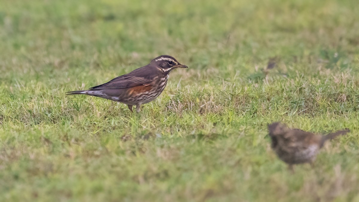 Цагаан хөмсөгт хөөндэй - ML646309392