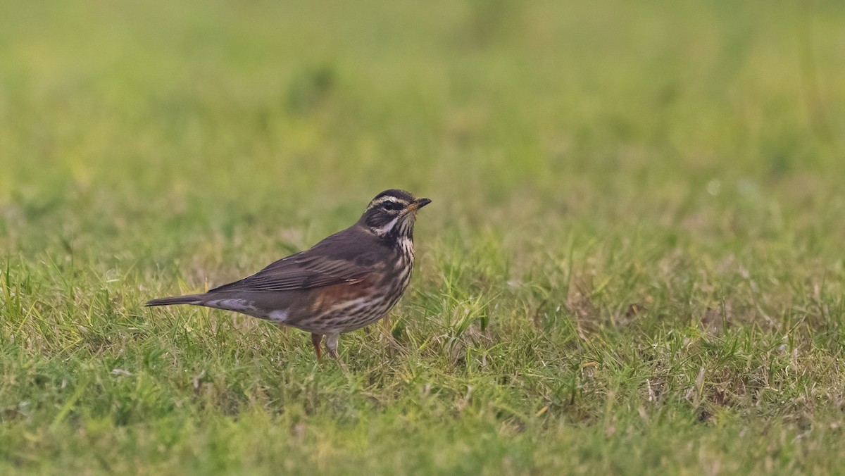 Цагаан хөмсөгт хөөндэй - ML646309393