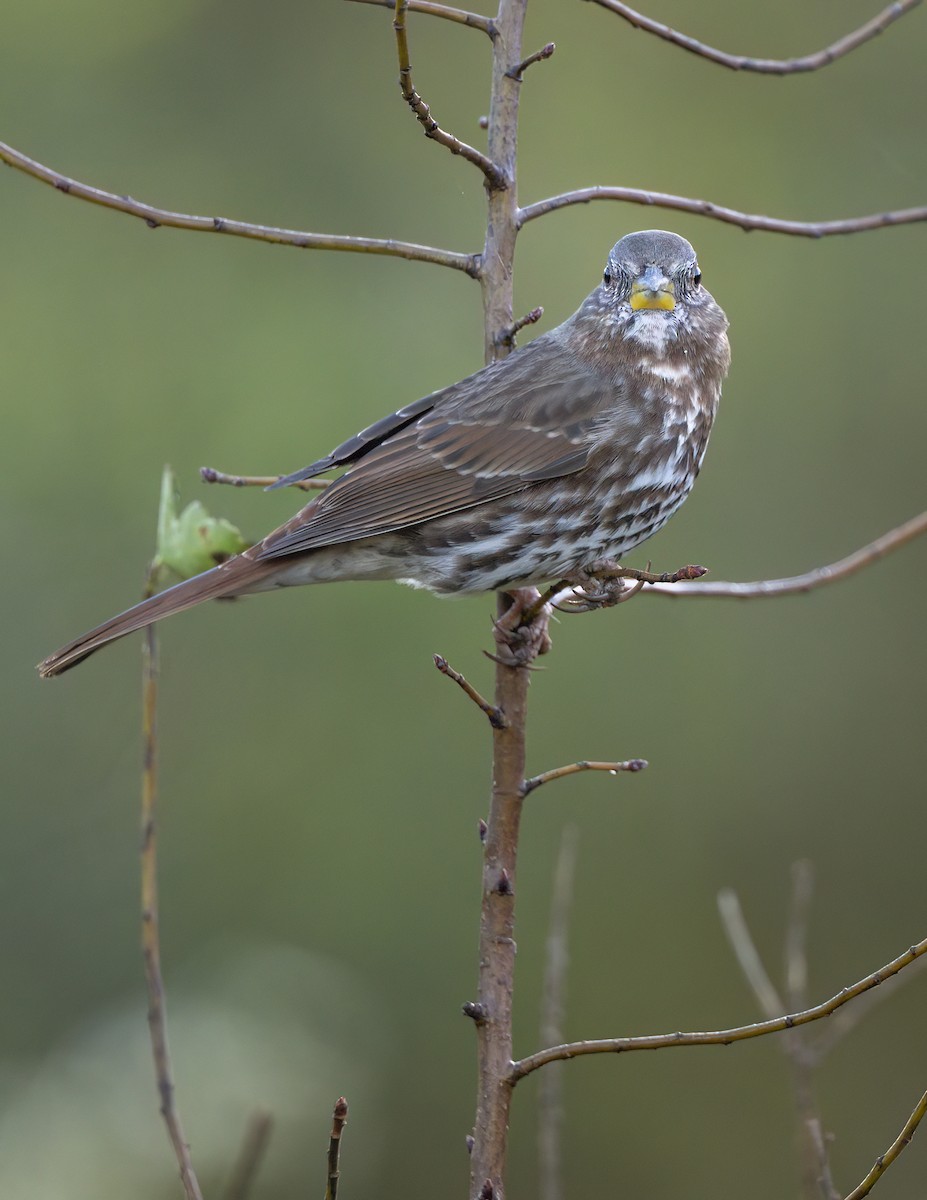 Fox Sparrow - ML646309394