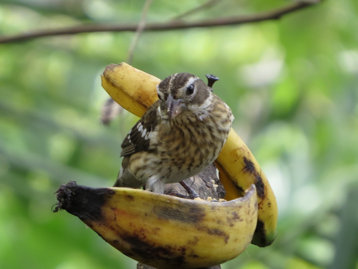 Розовогрудый толстонос - ML646309395