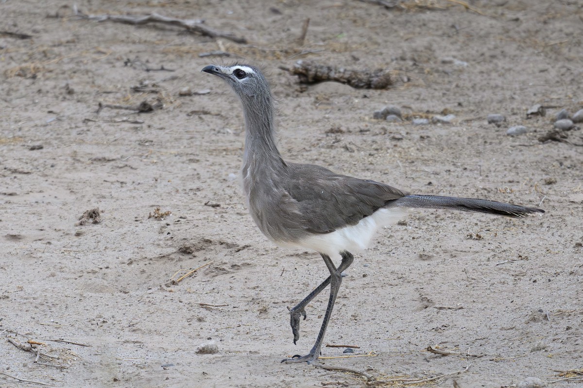 Black-legged Seriema - ML646309397