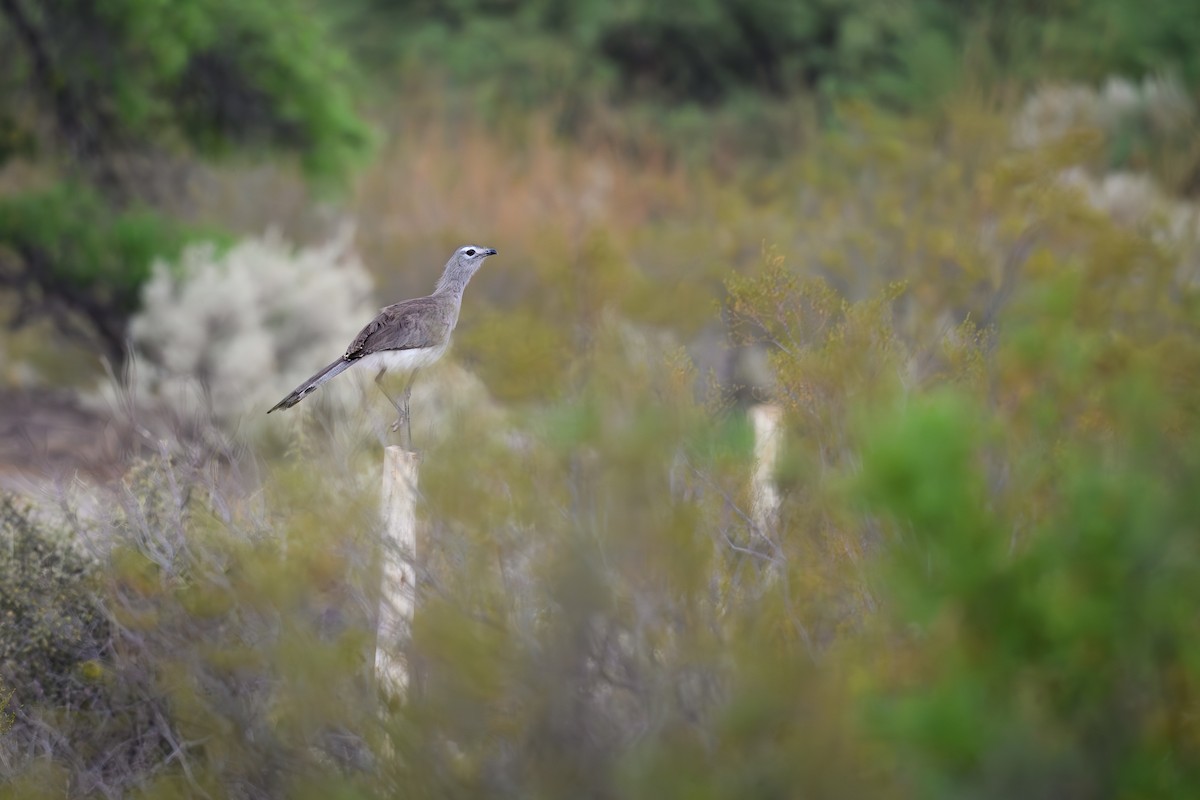 Black-legged Seriema - ML646309398