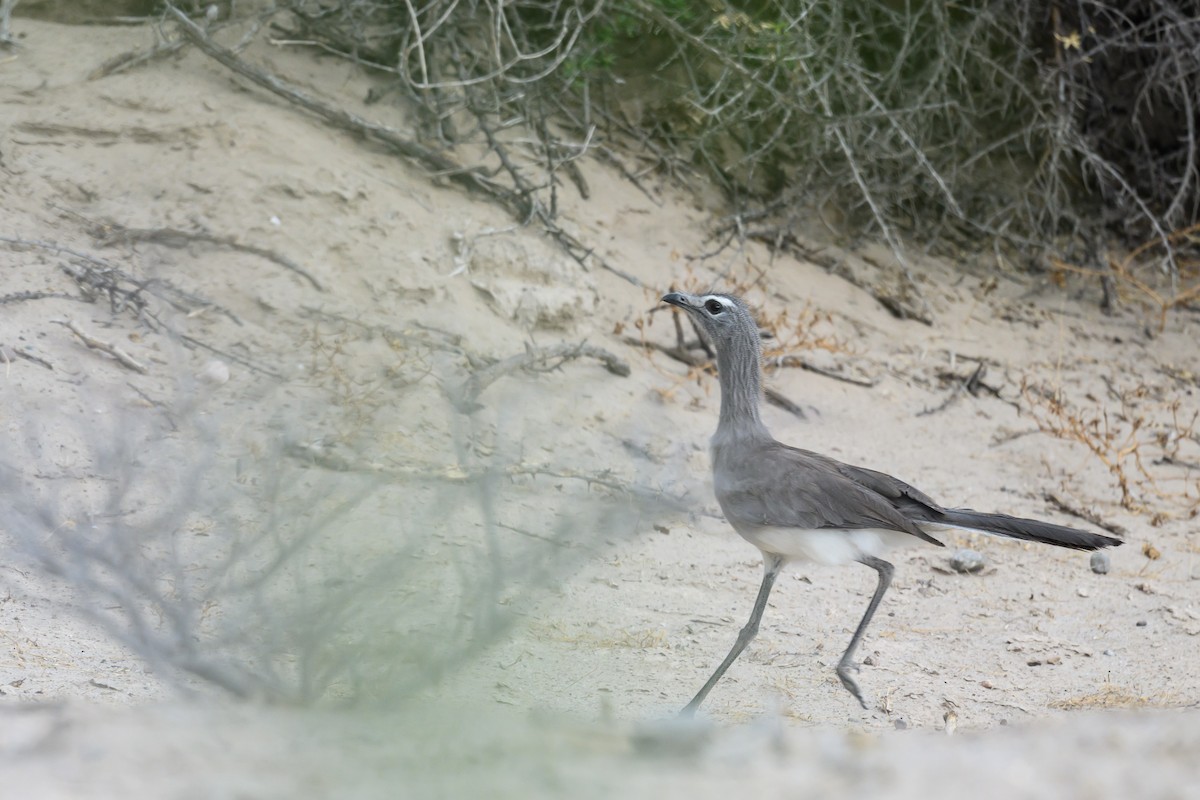 Black-legged Seriema - ML646309399