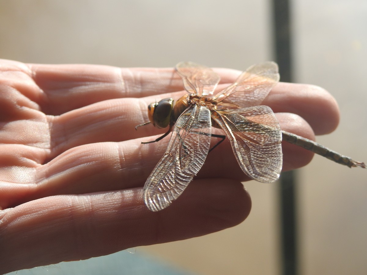 Animals - ML646309400