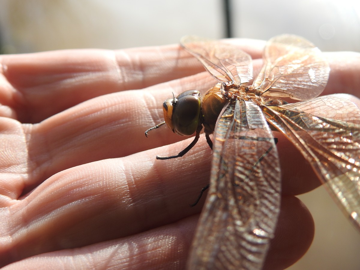 Animals - ML646309401