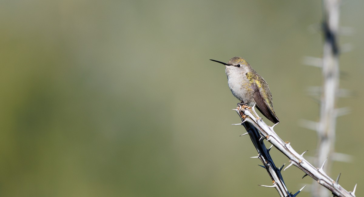 Costa's Hummingbird - ML646309402